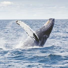 Whale Watching Tour Whale Watching Tour