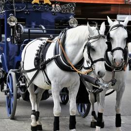 Horse and Carriage Ride Bruges Horse and Carriage Ride Bruges