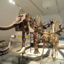 Royal Ontario Museum Royal Ontario Museum