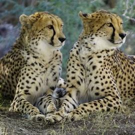 Yala National Park Yala National Park