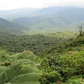 Monteverde Cloud Forest Monteverde Cloud Forest