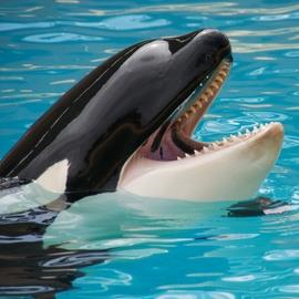 Sea World Sea World