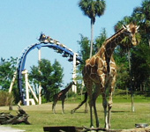 Busch Gardens Busch Gardens