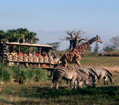 Disney's Animal Kingdom Disney's Animal Kingdom