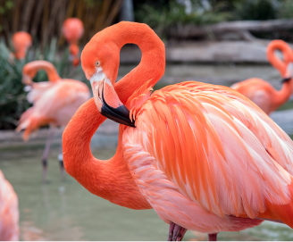Flamingo Land Flamingo Land