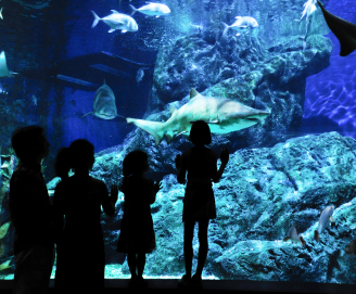 The Deep Aquarium The Deep Aquarium