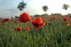 Lest We Forget... Lest We Forget...
