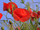 Armistice Day Armistice Day